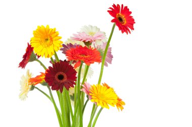 Gerber çiçekler