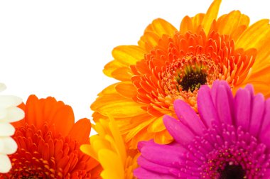 Gerber çiçekler