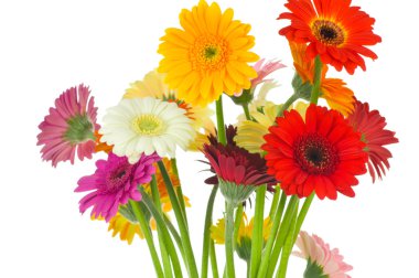 Gerber çiçekler
