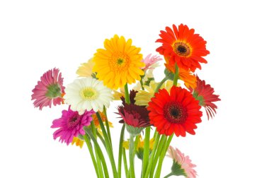 Gerber çiçekler
