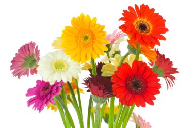 Gerber çiçekler