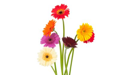 Gerber çiçekler