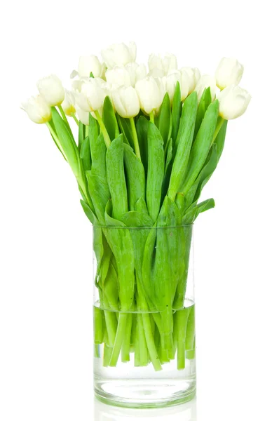 Tulips — Stock Photo, Image