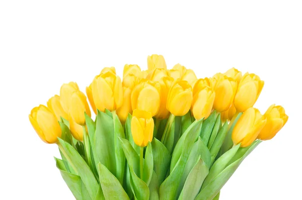 Yellow tulips — Stock Photo, Image