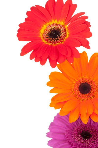 Gerber kwiaty — Zdjęcie stockowe