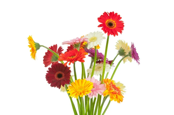 Květy Gerber — Stock fotografie