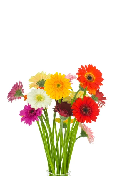 Gerber flowers — Stock Photo, Image