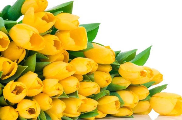 Gele tulpen — Stockfoto