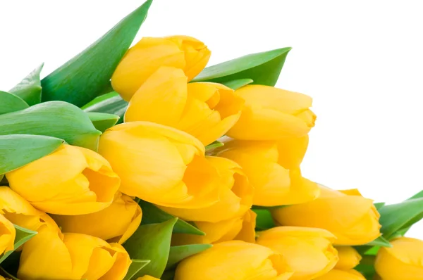 Yellow tulips — Stock Photo, Image