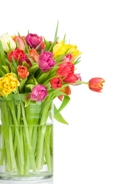 Tulips — Stock Photo, Image