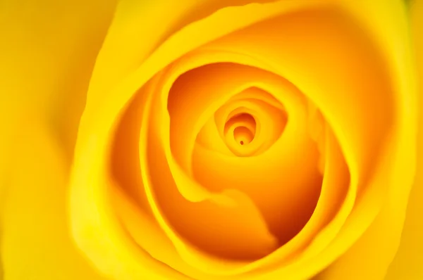 Жовті троянди макросу — стокове фото