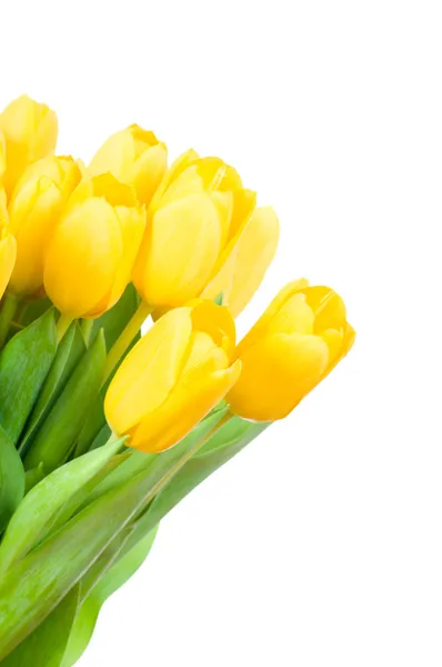 Yellow tulips — Stock Photo, Image