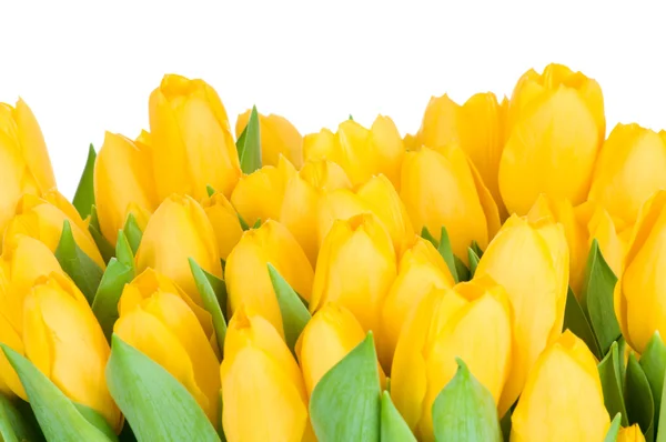 Tulipani gialli — Foto Stock