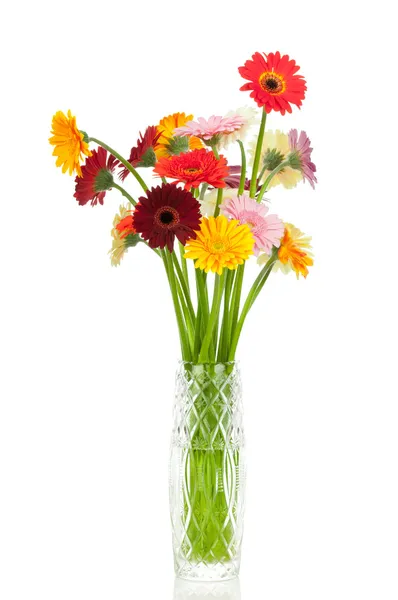 Gerber bloemen — Stockfoto