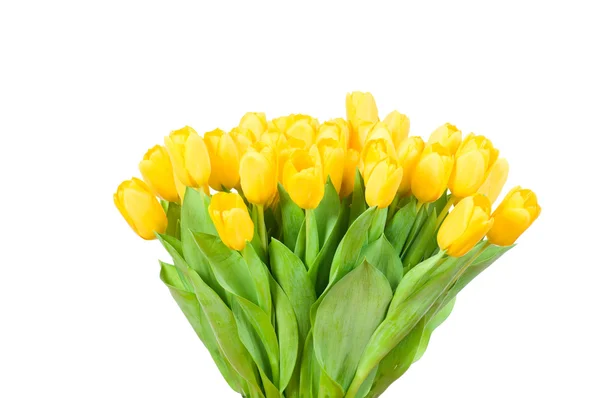 Gele tulpen — Stockfoto