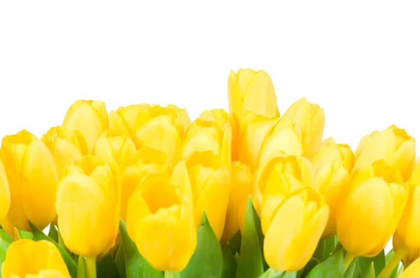 Tulipas amarelas — Fotografia de Stock