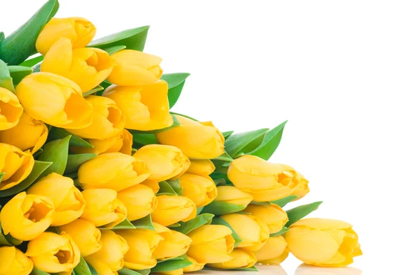 Gele tulpen — Stockfoto