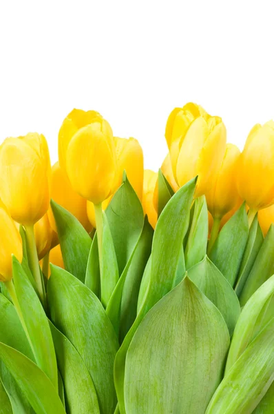 Yellow tulips — Stock Photo, Image