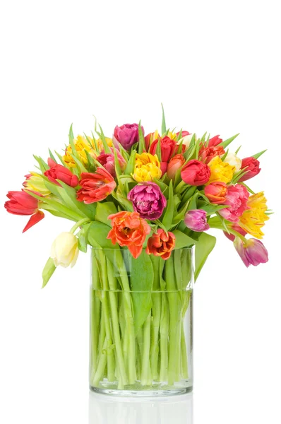 Tulips — Stock Photo, Image