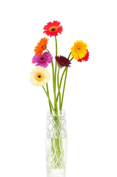 Gerber bloemen — Stockfoto