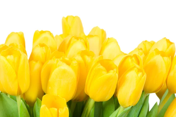 Tulipani gialli — Foto Stock