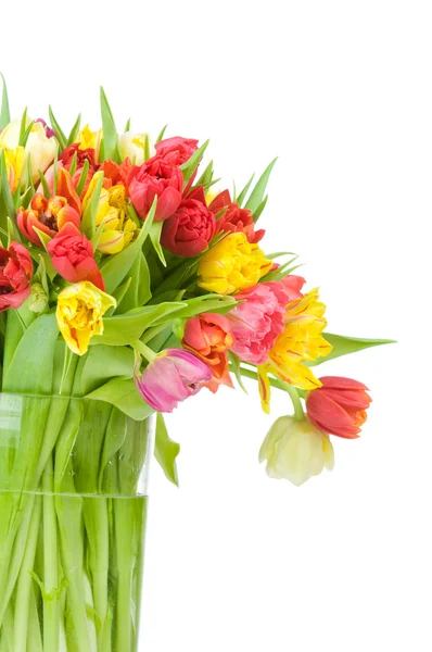 Tulpen — Stockfoto