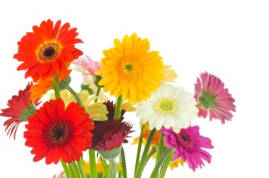 Gerber çiçekler