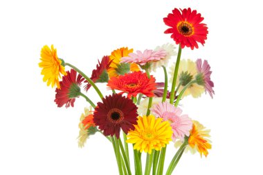 Gerber çiçekler