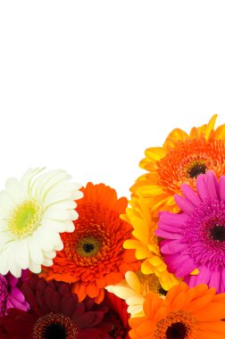 Gerber çiçekler