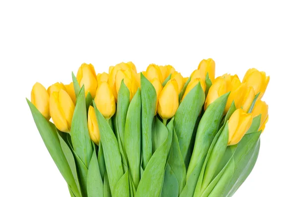 Tulipani gialli — Foto Stock