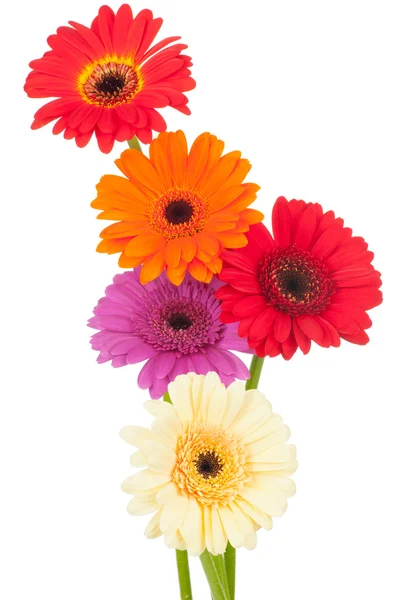 Gerber flowers — Stock Photo, Image