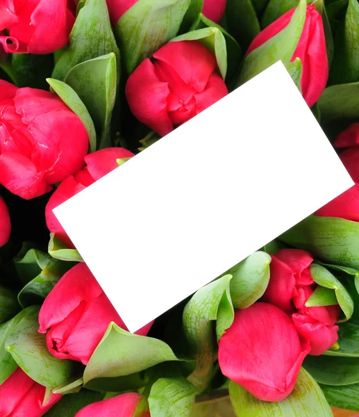 Cartão de saudação com rosas rosa isoladas sobre fundo branco — Fotografia de Stock