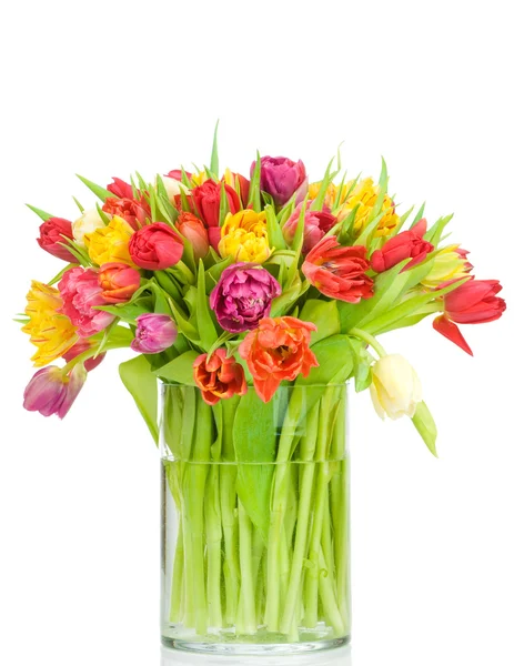 Tulips — Stock Photo, Image