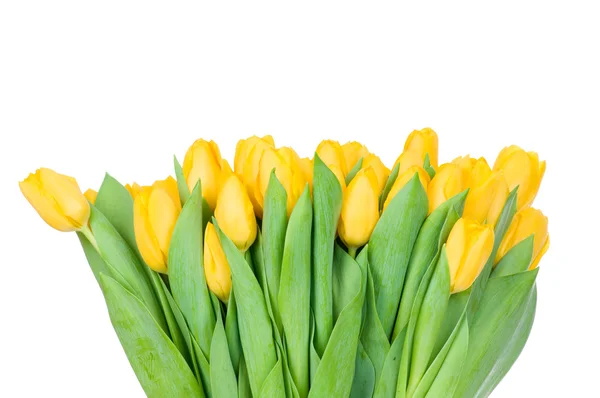 Tulipani gialli — Foto Stock