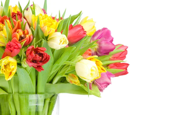 Tulpen — Stockfoto