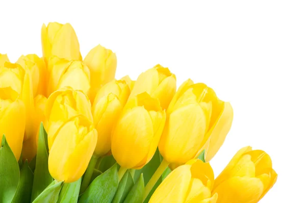 Yellow tulips — Stock Photo, Image