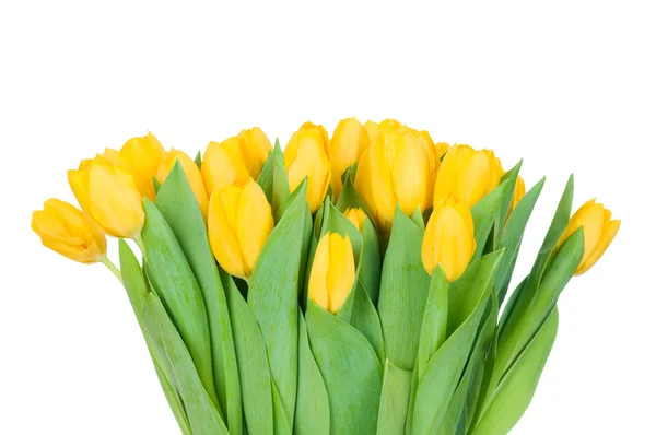 Gele tulpen — Stockfoto