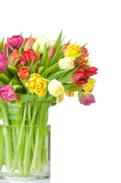 Tulips — Stock Photo, Image