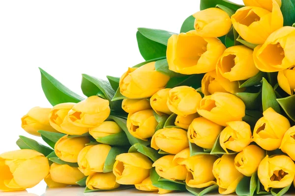 Yellow tulips — Stock Photo, Image