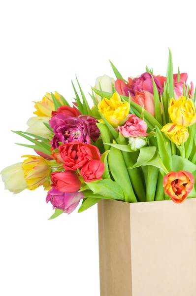 Tulips — Stock Photo, Image