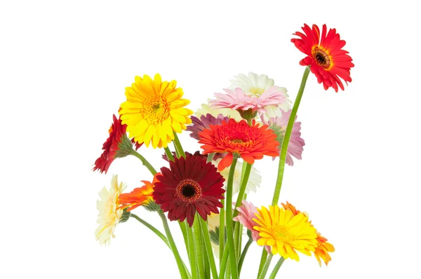 Gerberblumen — Stockfoto