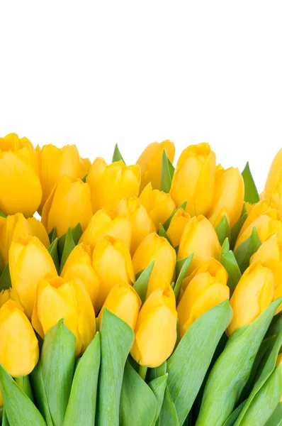 Yellow tulips — Stock Photo, Image