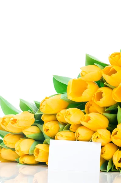 Yellow tulips — Stock Photo, Image