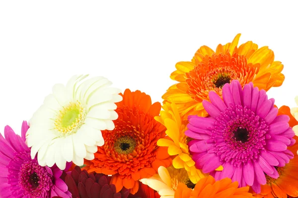 Gerberblumen — Stockfoto