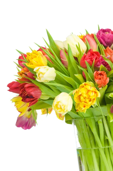 Tulips — Stock Photo, Image