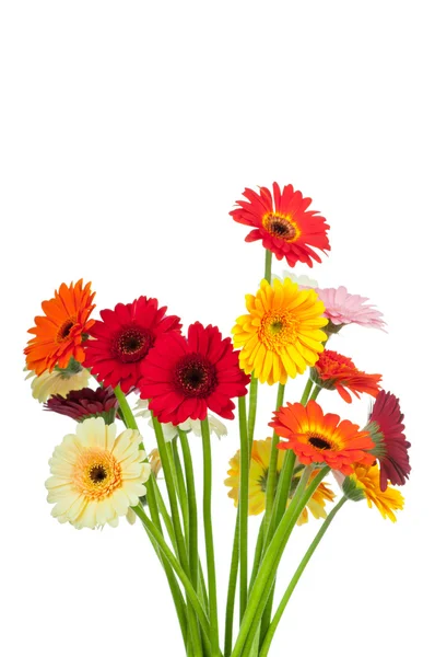 Flores de gerber — Foto de Stock