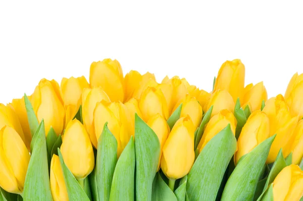 Gelbe Tulpen — Stockfoto