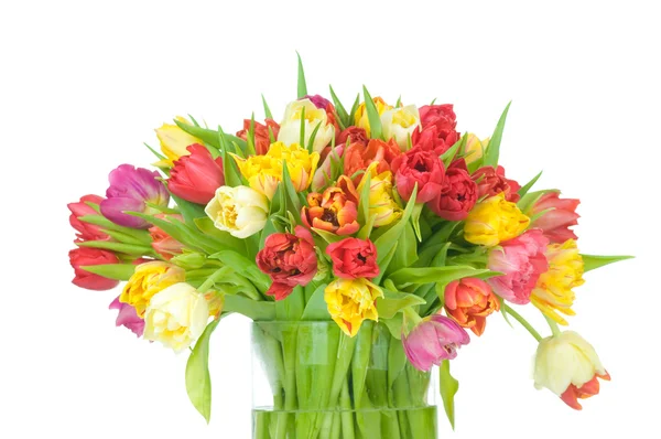 Tulips — Stock Photo, Image