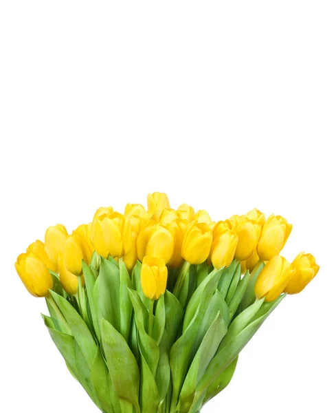 Tulipanes amarillos — Foto de Stock