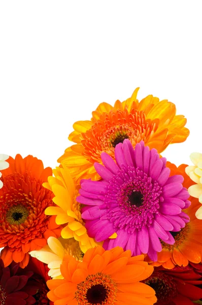 Gerber virágok — Stock Fotó